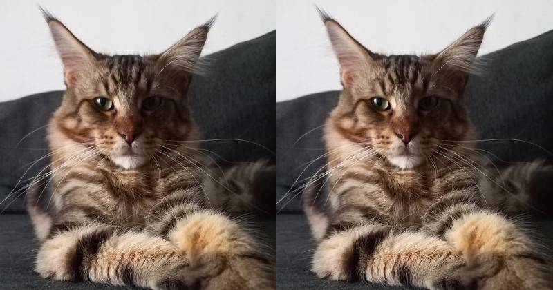 Instagram.com/mahenracats